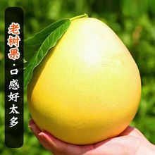 【一件代发】正宗四川红心密柚整箱包邮当季新鲜现摘孕妇水果精选