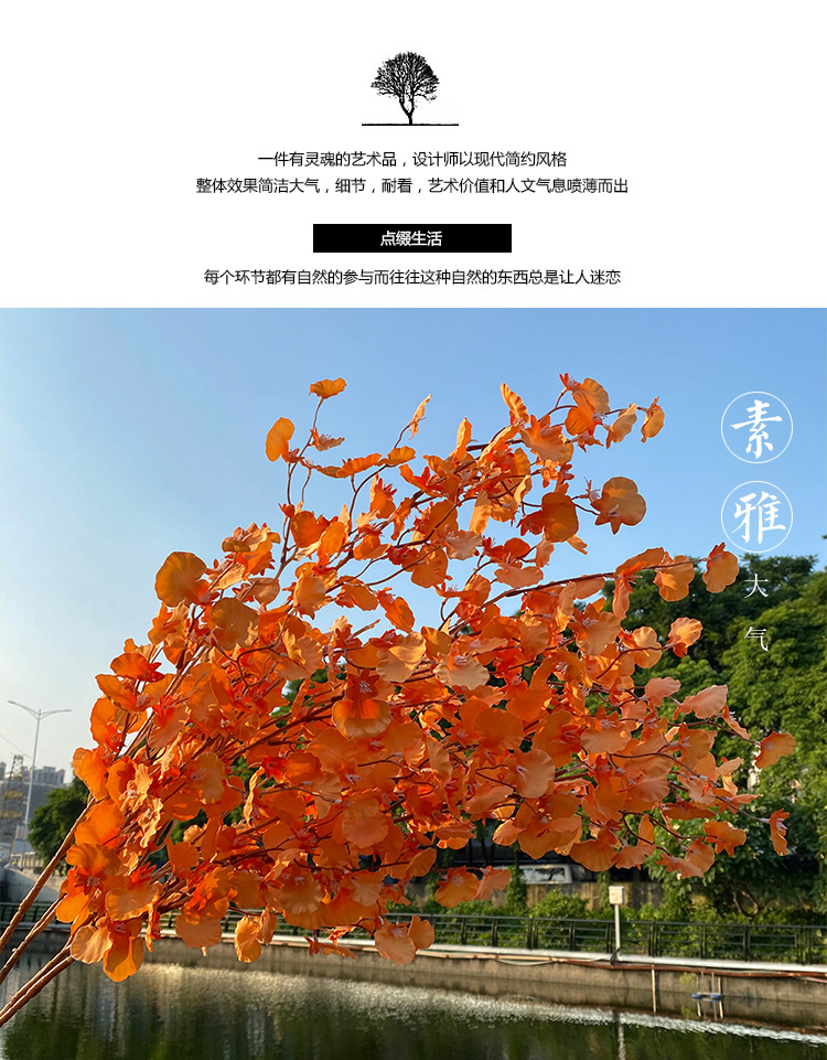 跳舞兰_01.jpg