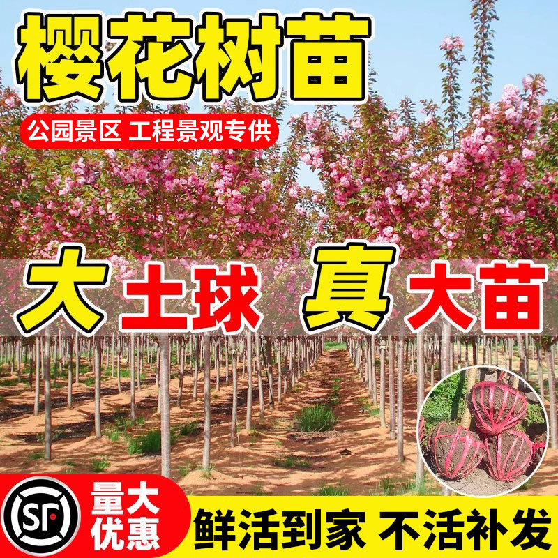 樱花树苗樱花苗庭院大树当年开花地栽盆栽别墅绿化工程日本樱花树