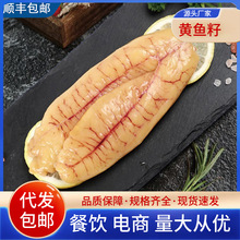 黄花鱼籽新鲜大号鱼泡鱼子鱼肚鱼白鱼膘鱼杂海鲜鱼籽冷冻商用批发