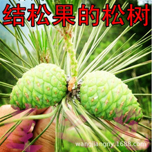 坚果树苗 美国巴西松子苗果松苗东北红松子树苗西藏白皮松子树苗