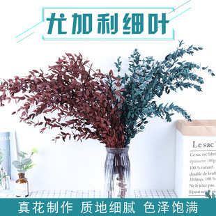 Immortal Eucalyptus Fine Leaves 120g Nordic Simple Eucalyptus Eucalyptus Pointed Leaves Mori Home Flower Arrange