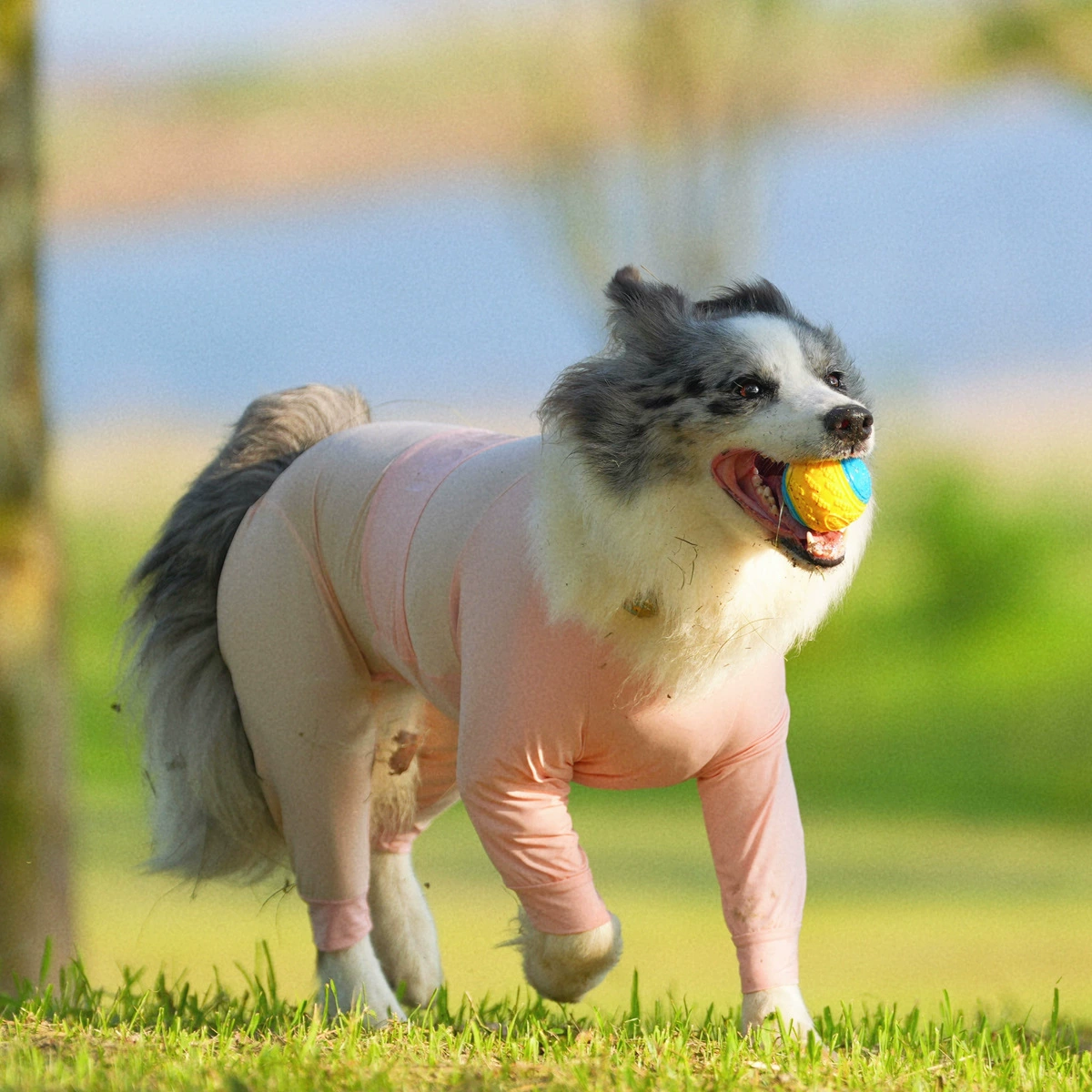 Тонкий солнцезащитный крем для собак на четырех ногах