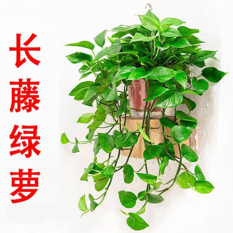 长藤1红盆藤长30cm左右带吸水盆