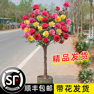 Tree-Shaped Rose Seedlings, Tree Stumps, Lollipops, Tall Rose Flowers, Four-Season Flowering Potted Plants, Indoor Easy-To-Grow Florals and Green Plants