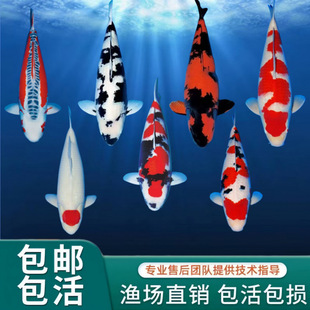 ��Ʒ�\�����~�ձ����N�t����ɫ�S����ؔ�^�p�~���@ͥԺ�~���\���~