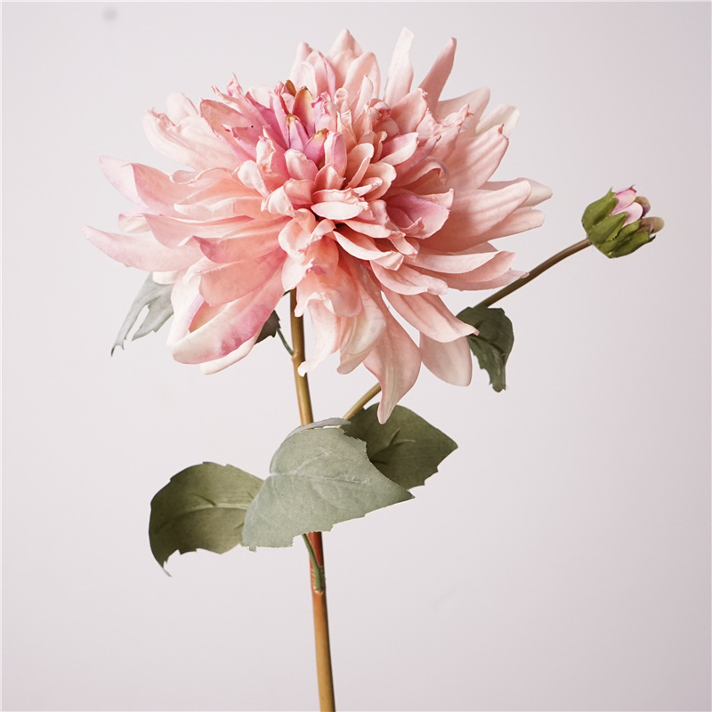 Dalia de dos cabezas - Púrpura