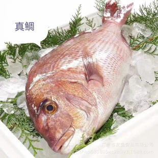 冰鲜真鲷鱼整条新鲜刺身拼盘海鲜日料加吉鱼加利鱼水产鲷鱼3-5斤-阿里巴巴