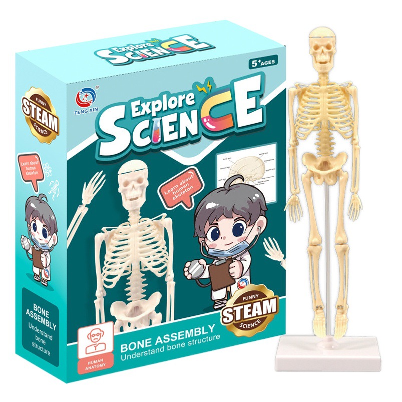 Modelo de esqueleto humano pequeño esqueleto de simulación de cuerpo completo de educación temprana para niños juguetes educativos material didáctico fuente de fábrica al por mayor