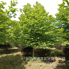 批发紫玉兰 湖南红花紫玉兰树苗 庭院绿化苗木玉兰价格低