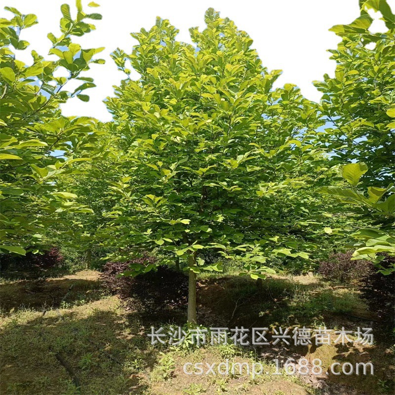 批发紫玉兰 湖南红花紫玉兰树苗 庭院绿化苗木玉兰价格低