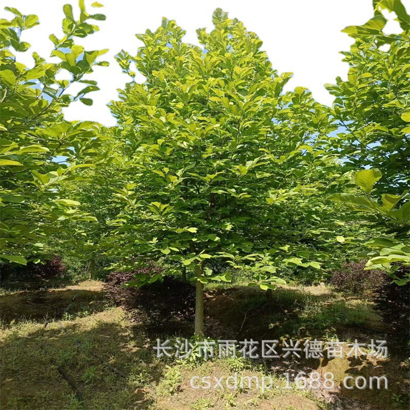 Оптовая продажа фиолетовой магнолии Хунань, красные цветы, саженцы фиолетовой магнолии, саженцы для озеленения двора, магнолия по низкой цене