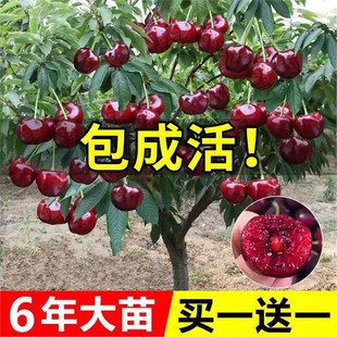 ܇���Ә�����Ҙ��Ϸ������Nֲ����ͥԺ���䰫�����Ҙ�������