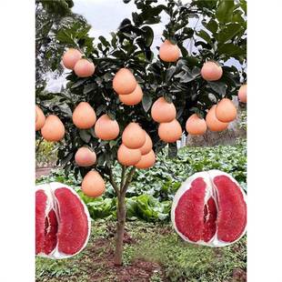 �������Ә����ļ��S���ĵ��t���R�����Ә����Ϸ��NֲͥԺ�������