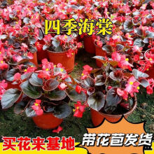 秋海棠四季海棠盆栽庭院阳台室外玻璃翠喜阳耐旱多年生四季开花