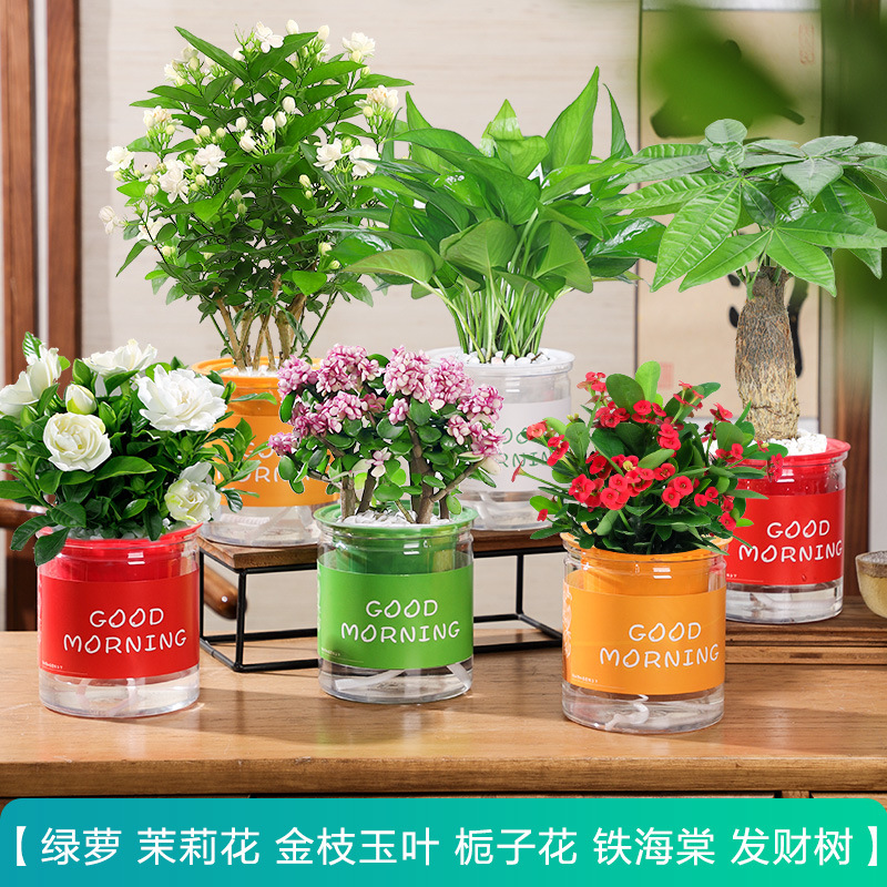 핫세일 [화초 6화분] 치자나무 + 자스민 + 철해바라기 + 황금가지 + 돈나무 + 포토스