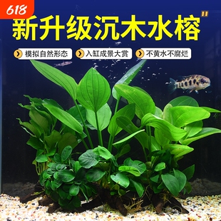 ˮ�ų�ľ�~��ˮ��ֲ�����ˮ�������b����ľ�����쾰���~�ʹ�