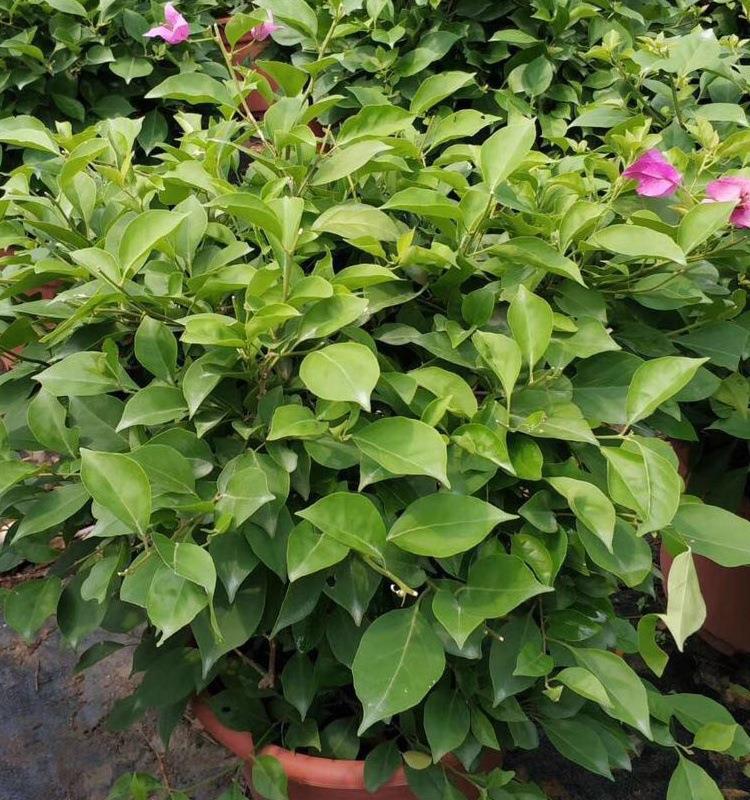 微信图片_20190814100406_看图王