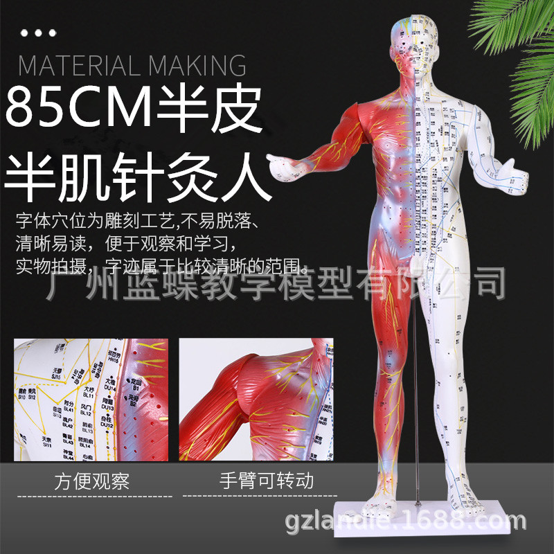 针灸人体模型带解剖人体针灸穴位模型 中医经络穴位模型 85CM高