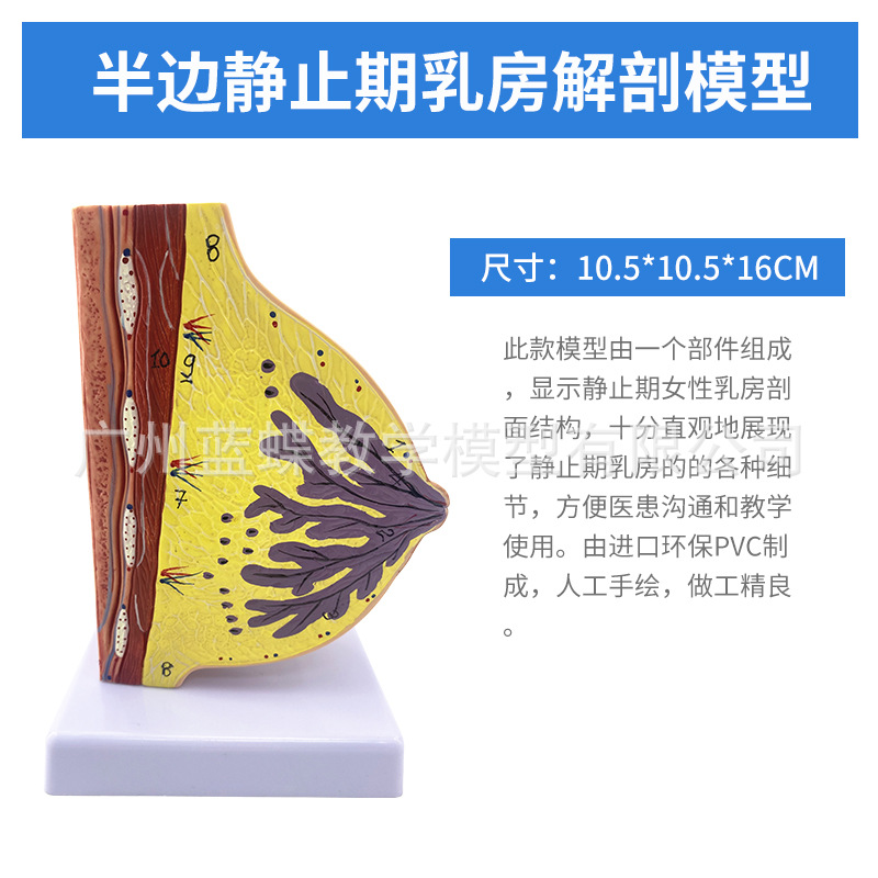 ��ѧ���沸����Ů���鷿����ģ�;�ֹ���ز��ṹģ�߲�����������