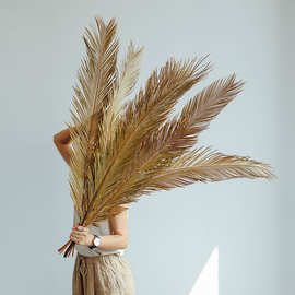 散尾葵叶铁树叶干花花材干树叶天然叶子复古鱼缸植物婚庆布置装饰