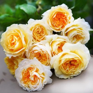 Dropshipping [Buy 2 Get 1 Free, Buy 5 Get 3 Free] Fragrant Beatrice Rose Flower Seedlings Balcony Outdoor Four Seasons