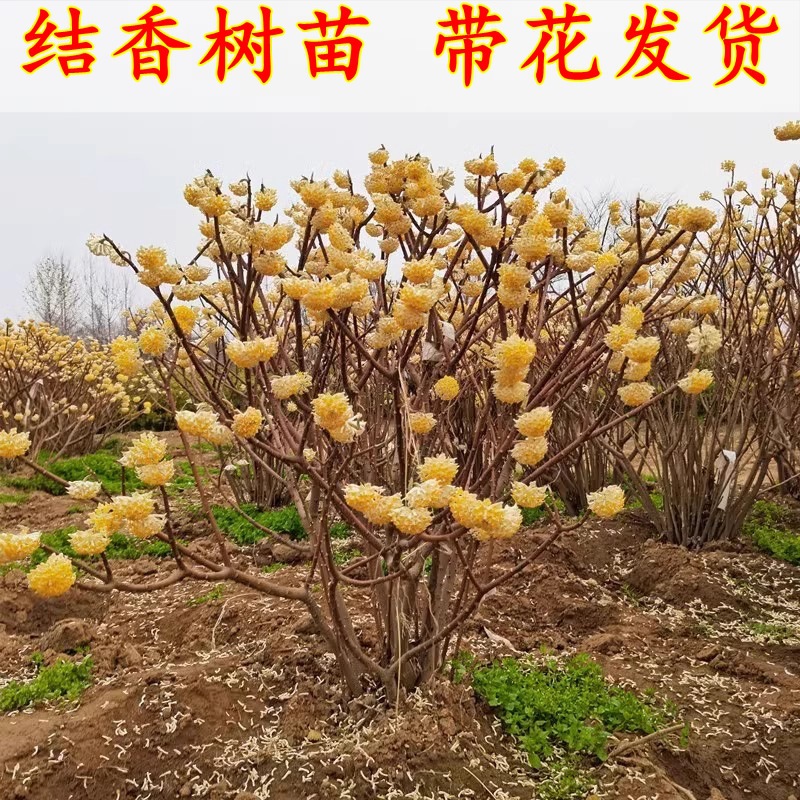 结香花别墅庭院耐寒花卉植物梦冬花树苗金腰带打结园林绿化结香苗