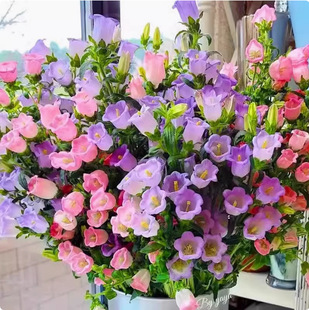 Campanula Flower Seeds Are Sown in All Seasons and Bloom in Cup-Shaped Bell-Shaped Morning Glory Seeds. Balcony Easy-To-Live Campanula Seeds