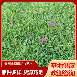 公园街道观赏花海耐寒欧石竹盆栽庭院绿化欧石竹草坪花地被
