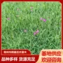 花地庭院观赏花海石竹