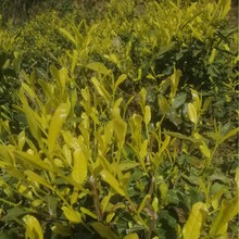 �S��ײ��� �S��ײ��~�� �����S�����㽭���� ���G��� ���繩