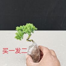 �����m΢��СƷ�辰Ĵָ�辰����ذ�С�辰����ذ�С����ֲ��