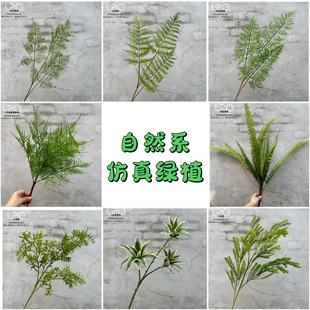��Ȼϵ����Gֲ ާ�ֲ��ɭϵ�ڒ������~�ӻ����b��߷���ֲ��