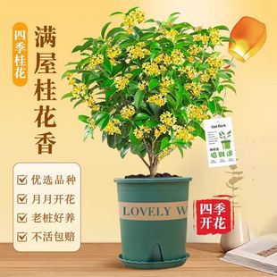 ��ʳ�������ļ������Թ𻨘������ͥԺ�Gֲ�҃Ȼ��ܺ��Bֲ��