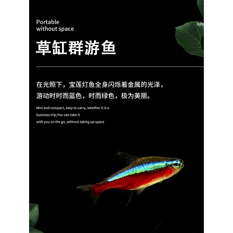 Red and Green Light Small Fish, Guppies, Tropical Ornamental Fish, Freshwater Lotus Lantern Fish, Live Fish, School Fish, Free Shipping Red and Green Light Small Fish, Guppies, Tropical Ornamental Fish, Freshwater Lotus Lantern Fish, Live Fish, School Fish, Free Shipping