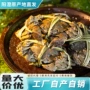 苏州产地代发量大大闸蟹