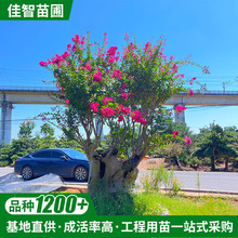 基地批发紫薇古桩 造型树盆景百日红紫薇树桩老桩景量大从优