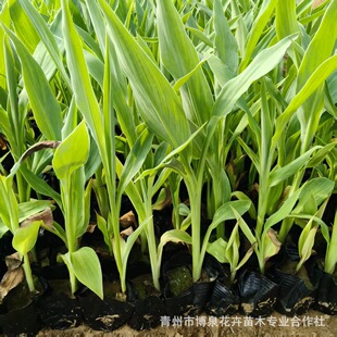 ����ͥԺ�G��ˮ��ֲ�����l���˽��S�ۼt�����˽�������؈@�־G��