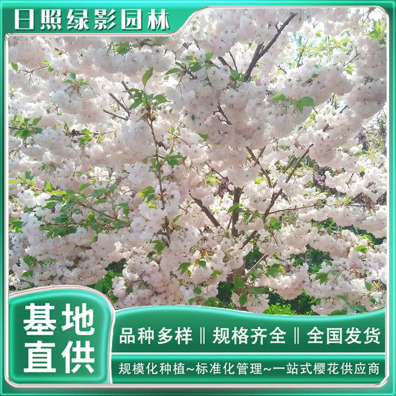 6 см лист саженцев вишневого дерева, где есть вишневая база непосредственно для листа вишневых деревьев сколько стоит дерево