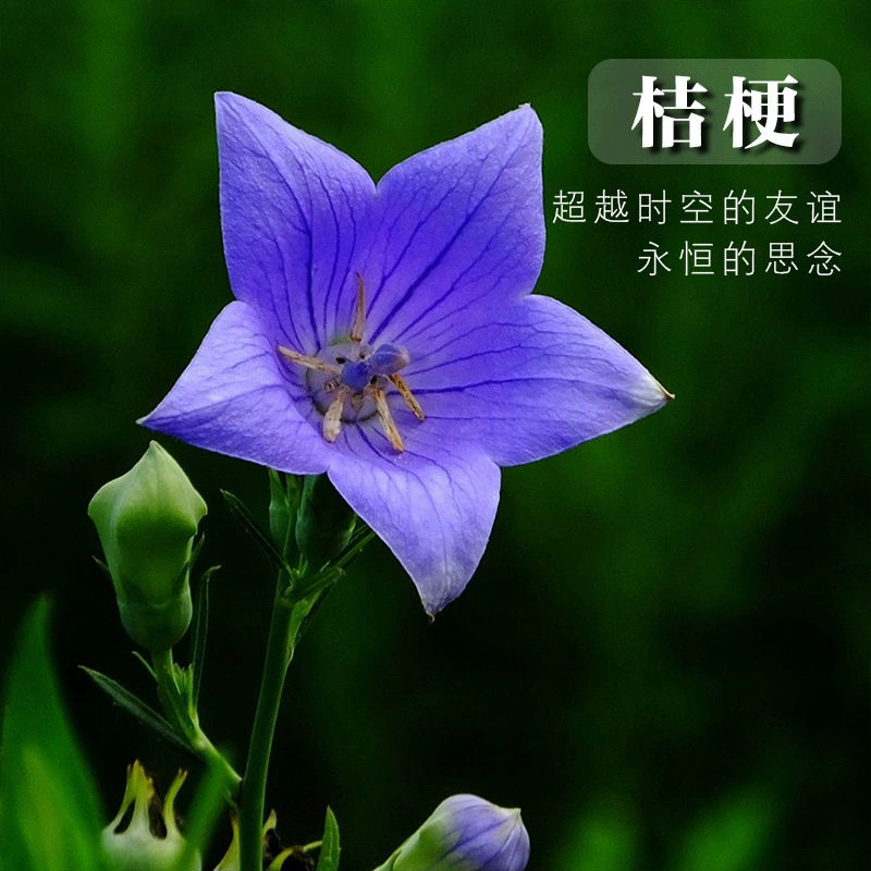 Platycodon Grandiflorum Семена оптом колокольчик цветок семена воздушный шар цветок семена цветок Семена Сад Семена балкон горшечный цветок море