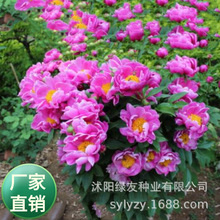 批发观赏花木多年生宿根混色牡丹花芍药花种子白芍药药材种子耐寒