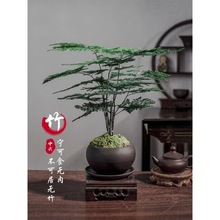 文竹盆栽植物室内客厅中式禅意盆景好养绿植办公室摆件高端花卉