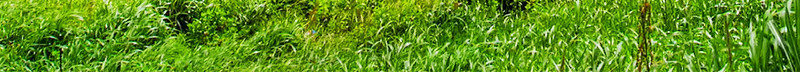 Tou Gu Cao透骨草 Wild Speranskia Herb 500g Dried Chinese Herbal Tea Material preparation