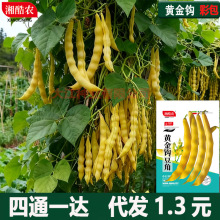摘不败黄金钩豆角种子面豆圆角肉厚细腻无筋无纤维红金钩油豆春播