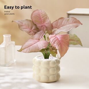 �t�ۼ��˺Ϲ����������Բ�ɫ�����k���������҃ȾGֲ�ļ��^�~ֲ��