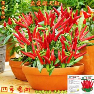 Four Seasons Chaotian Pepper Seeds Colorful Pepper Xiao Mi Pepper Pepper Seeds Edible Courtyard Balcony Potted Vegetable Seeds