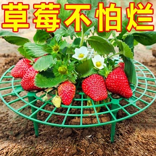 Home Planting Strawberry Tray Rack Green Plant Anti-Tilting Plant Fruit Support Strawberry Support Rack Gardening Supplies