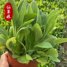 毛地黄 宿根花卉吊钟柳 花带租摆绿化花海营养钵苗 种植基地现货