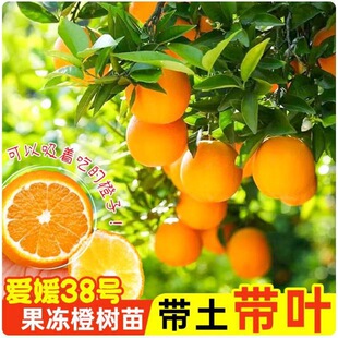 ����38̖�����Ș������ڳ��Ә��玧�����~�޽Ӹ߮a���ǳȹ������