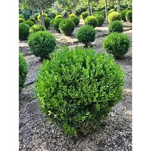 һ�����l���U�S���������S��ͥԺ�ͺ��ļ������L�����辰�ز�С